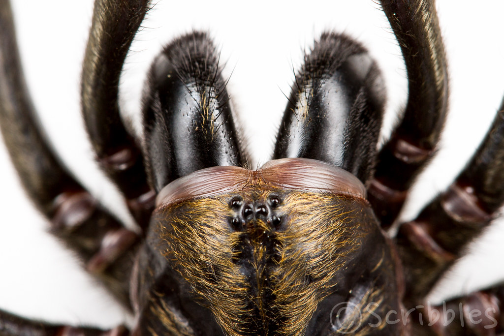 Sydney brown trapdoor spider misgolas rapax shaye byles