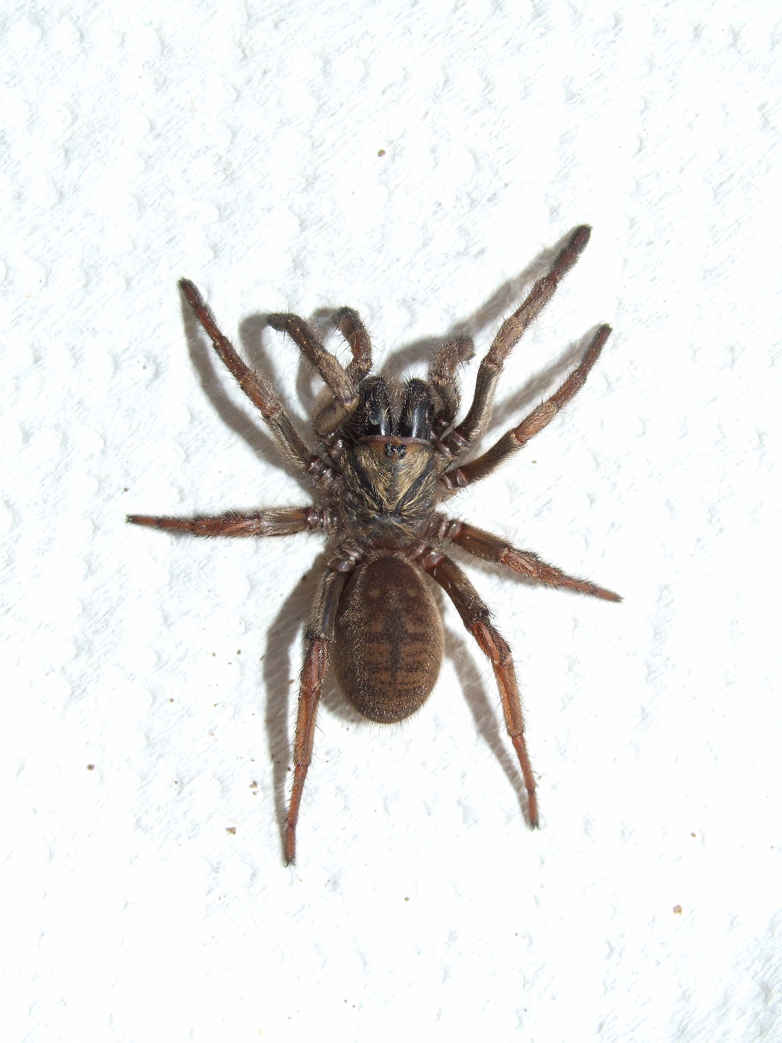 Filefeale sydney brown trapdoor spiderjpg