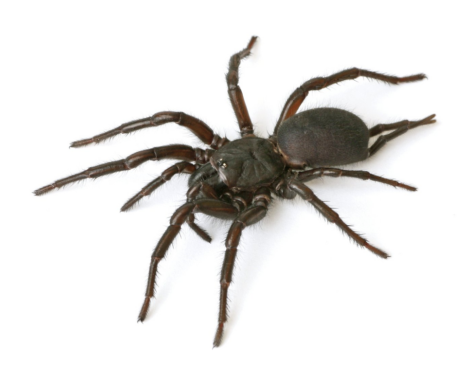 Spiders drop dead pest control