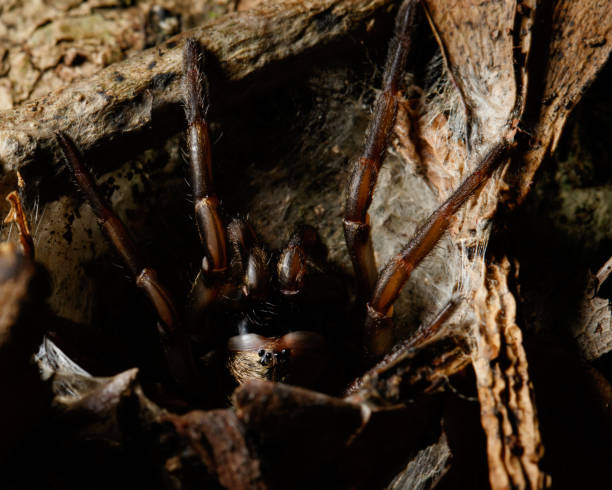 Trapdoor spider stock photos pictures royalty