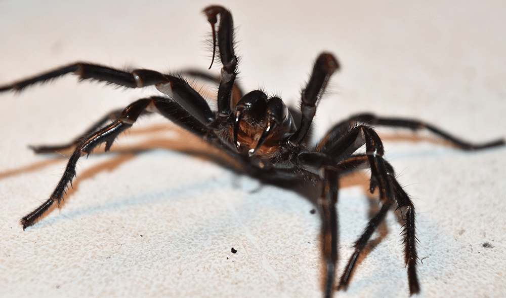 Spider control perth spider pest control treatment