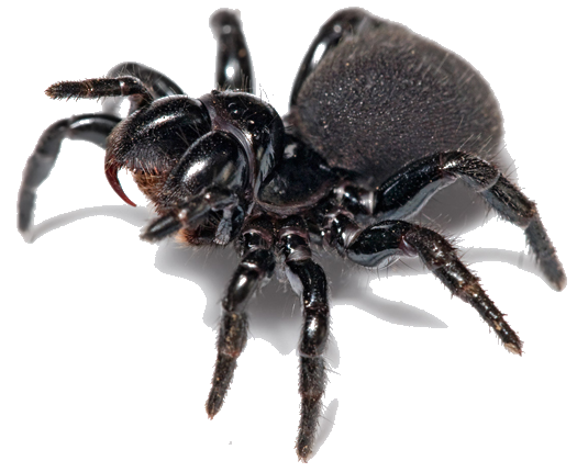 Pest alert spiders