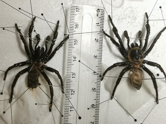 Large balck and brown spiders