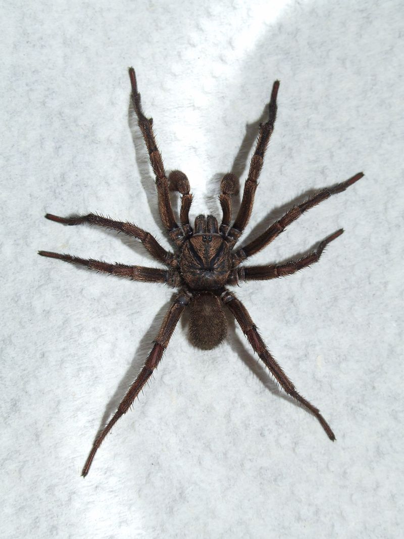 Fileale sydney brown trapdoor spiderjpg