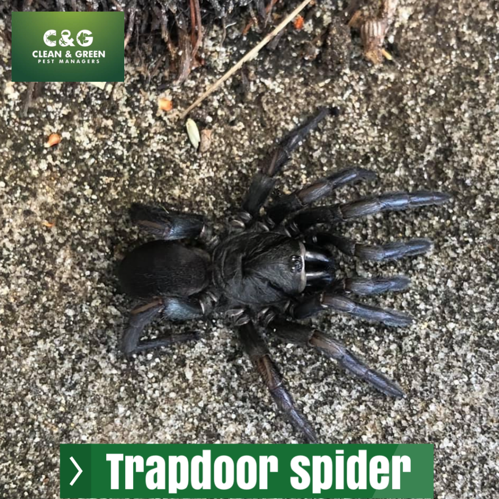 Venomous spider identification what you need to know