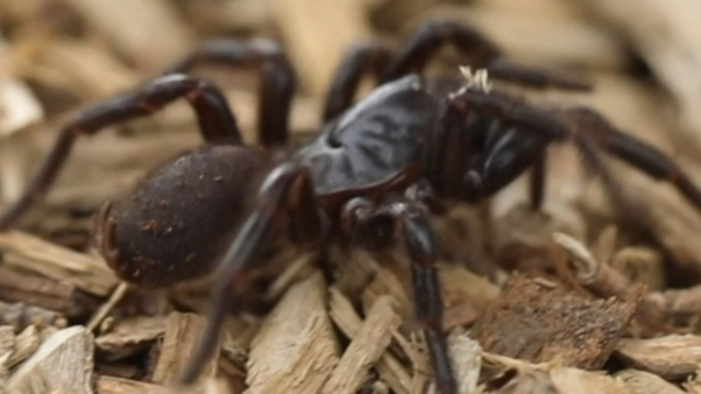 Funnel web spider not killing a venomous spider you find in your home could save you and someone else heres why what to do if you find a funnel web spider