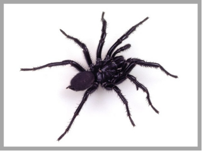 Mon house spiders you may see around your home â wet forget stralia