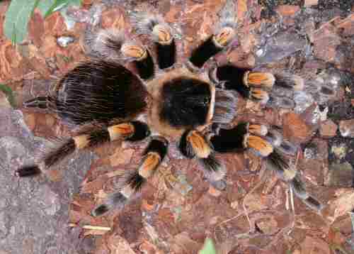 Mygalomorphae or primitive spiders funnel
