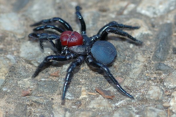 Trapdoor spiders