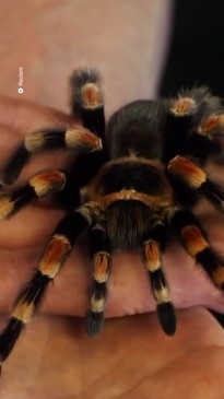 Wolf spider or trapdoor spider adelaide mans picture sparks debate â stralias leading site