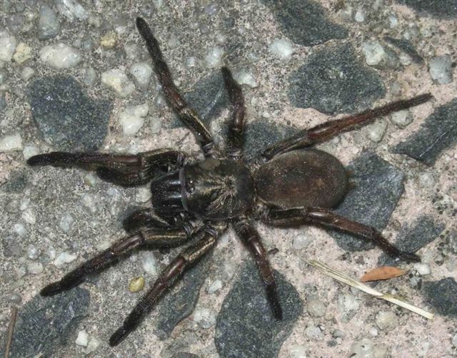 Spiders