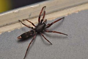Pest control sydney spiders
