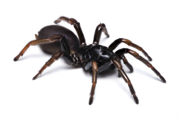 Trap door spider stock photos pictures royalty