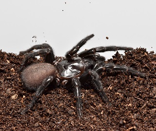 Spiders in sydney and heritage