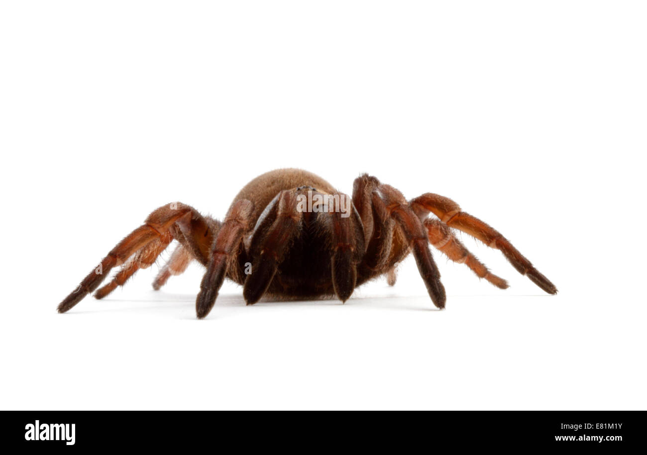 Trapdoor spider cut out stock images pictures