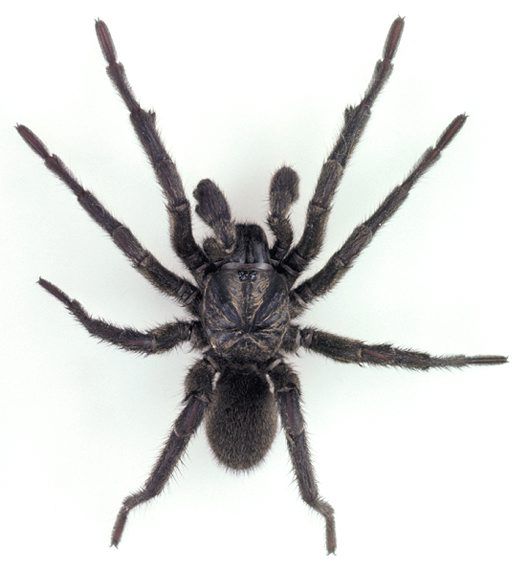 Sydney brown trapdoor spider male spider pictures spider funnel web spider