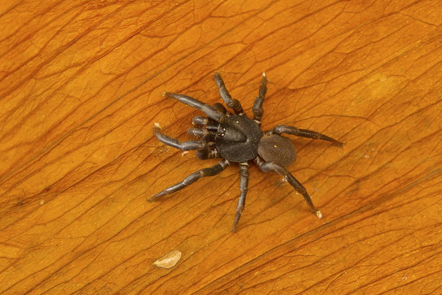 The biggest spiders crawling around new south wales