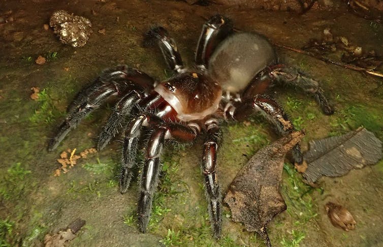 Spiders kevins walk on the wild side