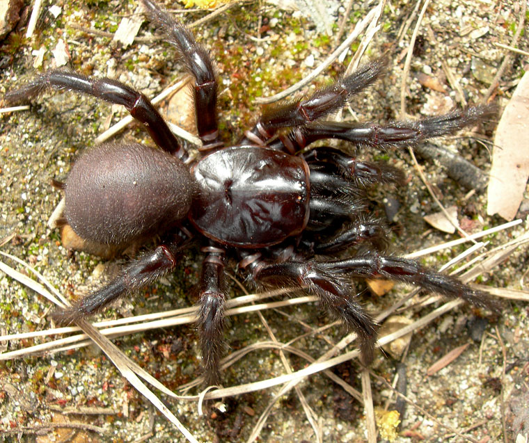 Atrax robustus sydney o p