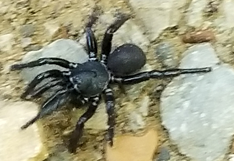 Are trapdoor spiders poisonous unveiling the truth
