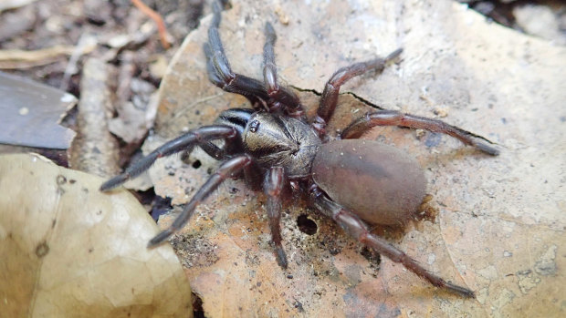Topic biodiversity page brisbane times