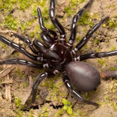 How dangerous are spiders
