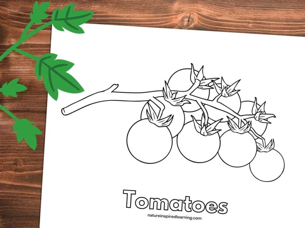 Tomato coloring pages