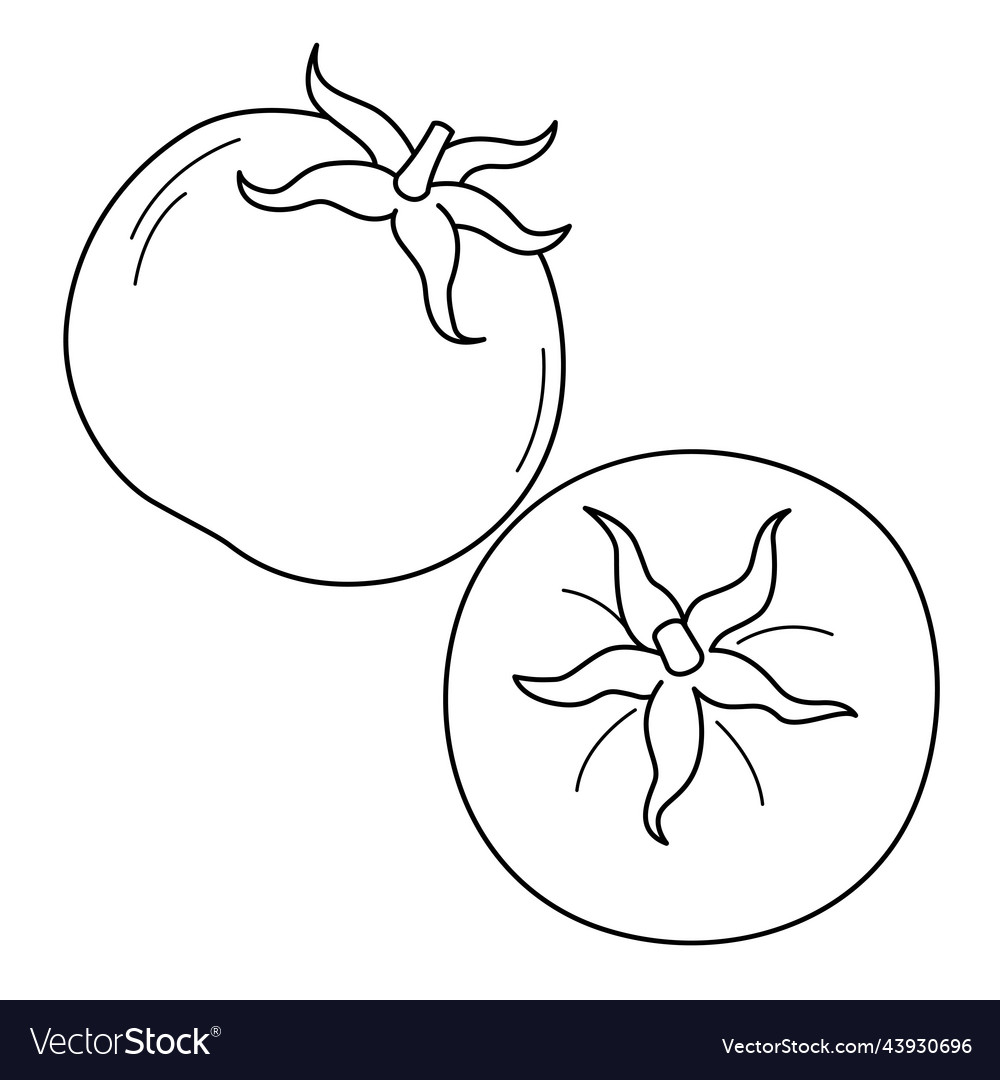 Tomato fruit isolated coloring page for kids vector image