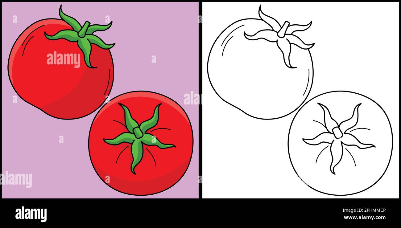 Tomato fruit coloring page colored illustration stock vector image art