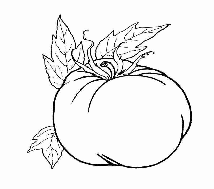Tomato coloring pages