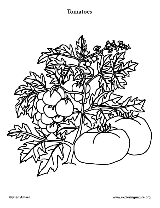 Tomatoes â coloring nature