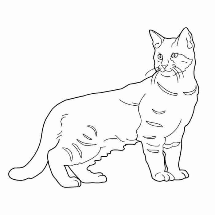 Tabby cat coloring pages cat coloring page cat tattoo cat colors