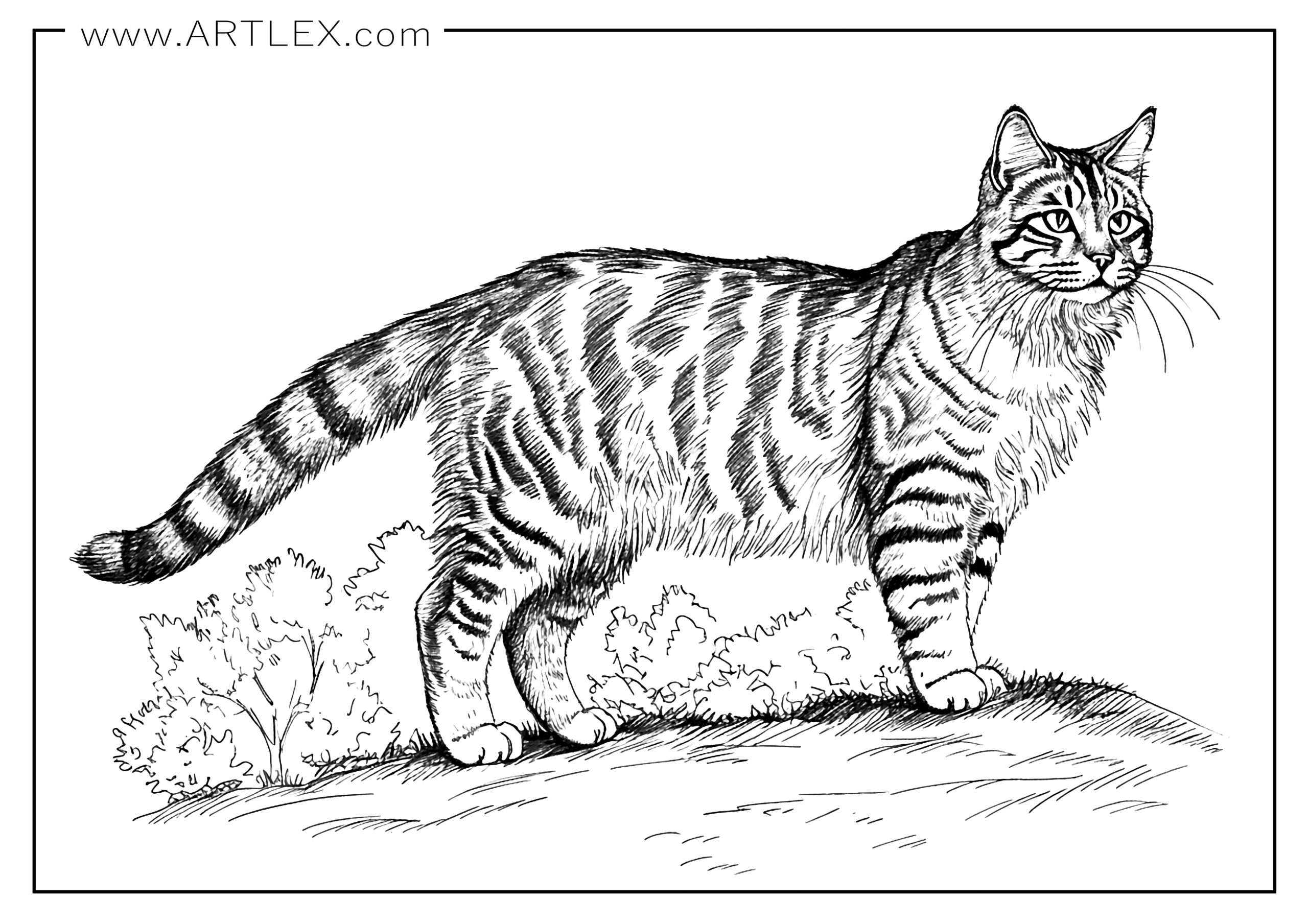 Best cats coloring pages free and printable â