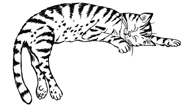 A tabby cat lies on a crossbar and sleeps a black