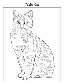 Draw and learn about tabby cats tpt