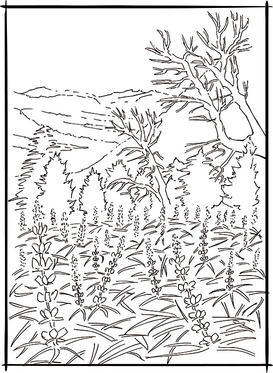 Color the tahoe rim trail â jared manninen