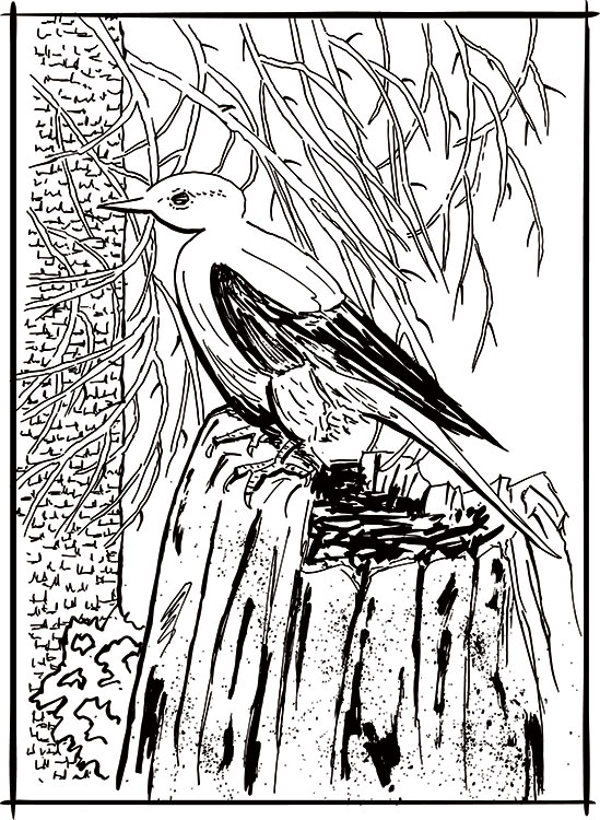 Color the tahoe rim trail â jared manninen