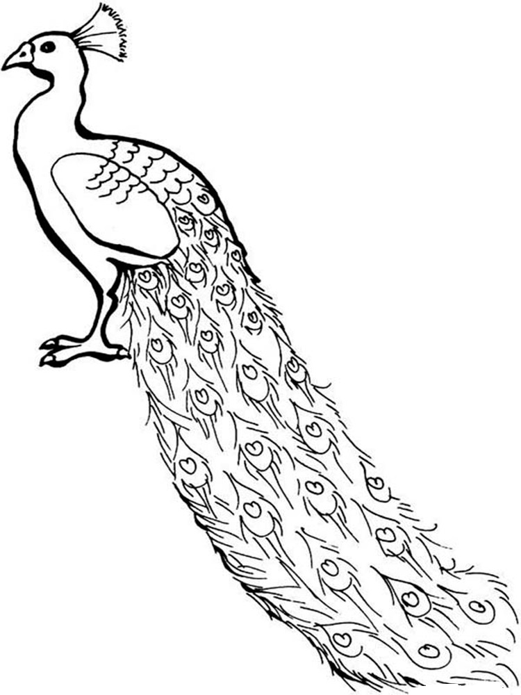 Peacock with a very long tail with feathers coloring page