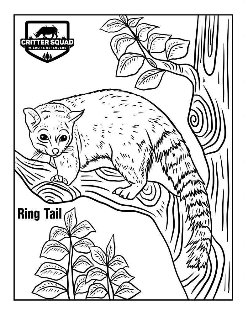 Ring tail coloring page
