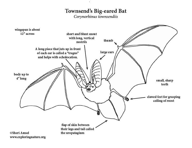 Bat townsends big