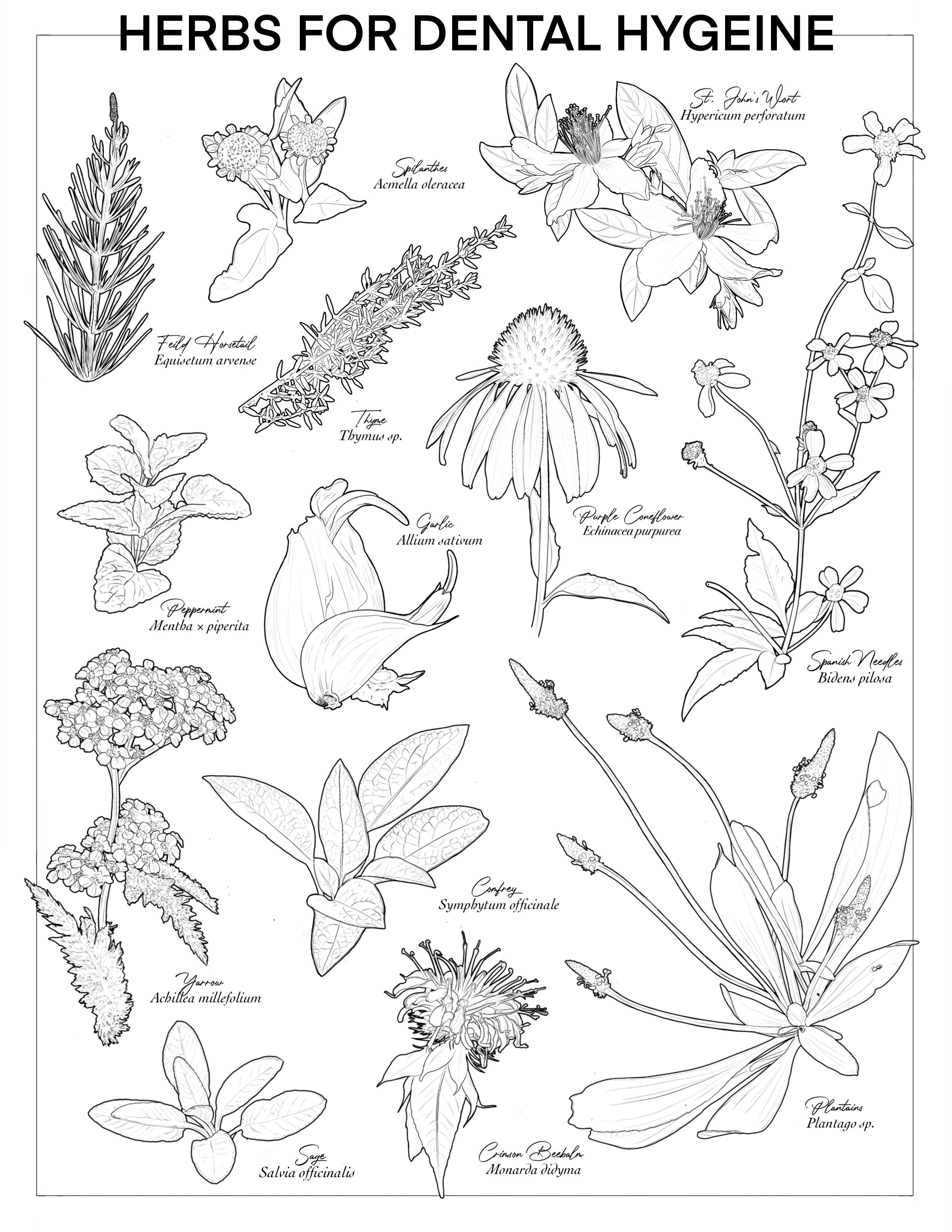 I made a poster of these plants to help to care of your teeth rplants