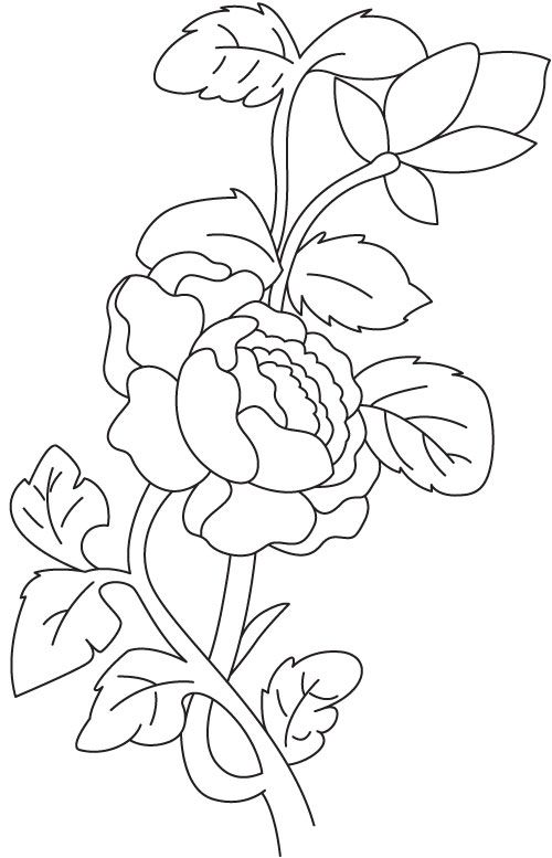 Begonia plant coloring page coloring pag flower drawing love coloring pag