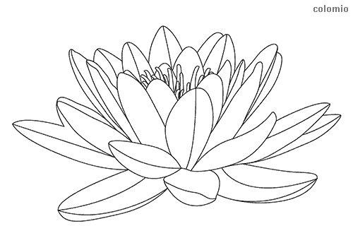 Dibujos de flor para colorear imãgen de flor para colorear