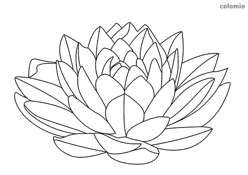 Dibujos de flor para colorear imãgen de flor para colorear