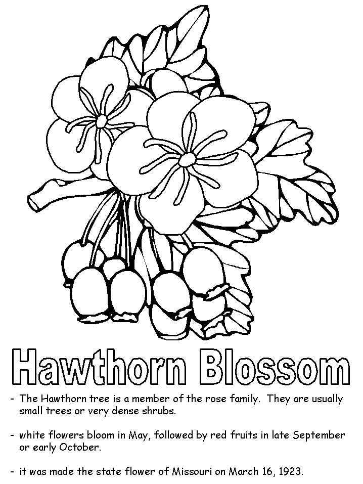 Libro para colorear de los flores silvestres del parque mcgregor