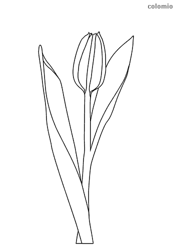 Dibujos de flor para colorear imãgen de flor para colorear