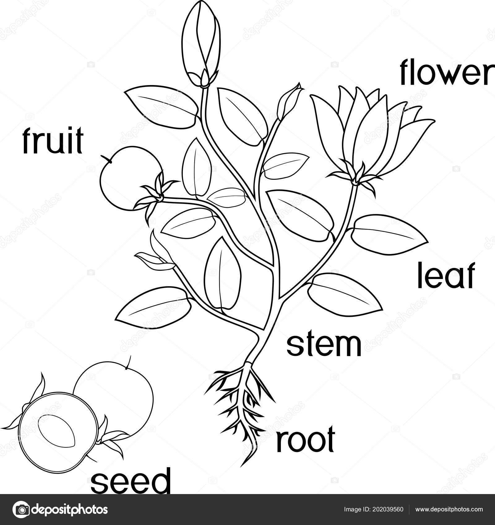 Pãgina para colorear partes planta morfologãa planta con sistema radicular vector de stock por mariaflaya
