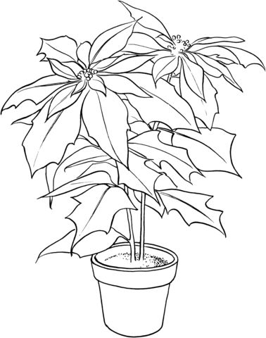 Poinsettia or christmas flower coloring page free printable coloring pag flower coloring pag coloring pag christmas coloring pag
