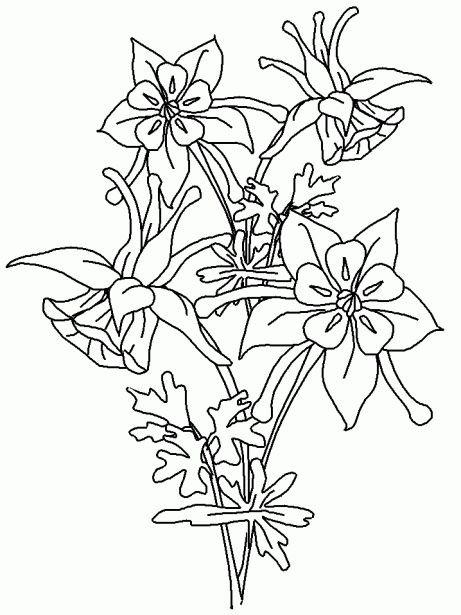 Flor exotica para colorear flor para dibujar pãginas para colorear de flor flor de columbine