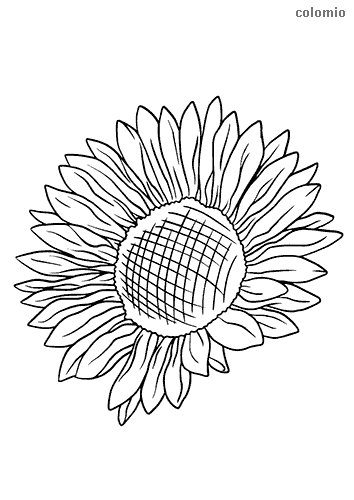Dibujos de flor para colorear imãgen de flor para colorear